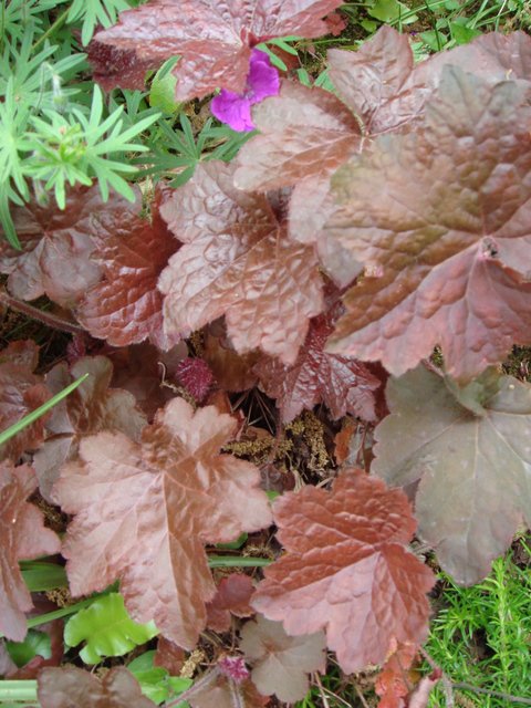 Heuchera micrantha 'Palace Purple' feuille